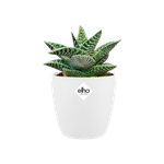 brussels rond mini 9,5cm wit